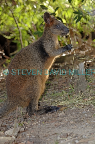 swamp wallaby picture;black wallaby picture;swamp wallaby;black wallaby;wallabia bicolor;australian wallabies;australian wallaby;wallaby standing;wallaby;australian kangaroos