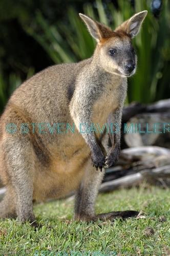 parma wallaby picture;parma wallaby;white-throated wallaby;white throated wallaby;macropus parma;wallaby;australian wallabies;australian wildlife;marsupial;macropod