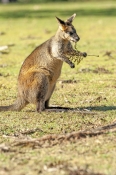 swamp-wallaby;black-wallaby;wallabia-bicolor;australian-wallabies;australian-marsupial