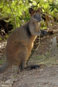 swamp-wallaby-picture;black-wallaby-picture;swamp-wallaby;black-wallaby;wallabia-bicolor;australian-