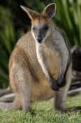 parma-wallaby-picture;parma-wallaby;white-throated-wallaby;white-throated-wallaby;macropus-parma;wal