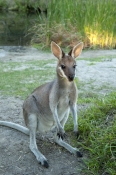australian-national-park;australian-marsupial;australian-wallaby