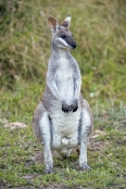 australian-national-park;australian-marsupial;australian-wallaby