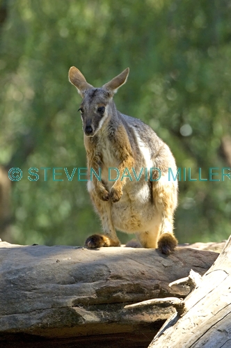 yellow-footed rock wallaby picture;yellow-footed rock wallaby;yellow footed rock wallaby;petrogale xanthopus;wallaby;wallaby breeding program;endangered species breeding program;adelaide zoo;arkaroola