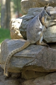 yellow-footed-rock-wallaby-picture;yellow-footed-rock-wallaby;yellow-footed-rock-wallaby;petrogale-x