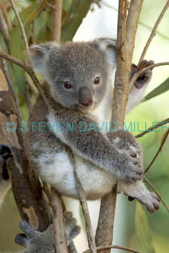 koala;baby koala;koala joey;phascolarctos cinereus;baby koala exploring;baby koala near mother;cute baby animal;marsupial;koala breeding program;cairns;queensland;hartleys creek zoo;steven david miller