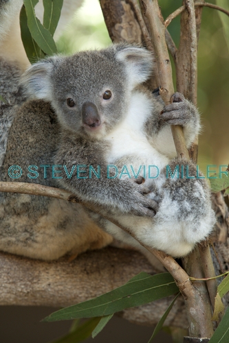 koala;baby koala;koala joey;phascolarctos cinereus;baby koala exploring;baby koala near mother;cute baby animal;marsupial;koala breeding program;cairns;queensland;hartleys creek zoo;steven david miller
