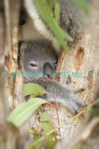 koala;baby koala;koala joey;phascolarctos cinereus;koala sleeping;baby koala and mother;koala breeding program;cairns;queensland;hartleys creek zoo;steven david miller