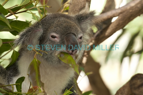 koala;male koala;phascolarctos cinereus;koala eating leaves;koala chewing on leaves;koala head portrait;koala breeding program;cairns;queensland;hartleys creek zoo;koala close-up;steven david miller