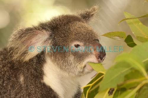 koala;male koala;phascolarctos cinereus;koala eating leaves;koala chewing on leaves;koala head portrait;koala breeding program;cairns;queensland;hartleys creek zoo;koala close-up;steven david miller