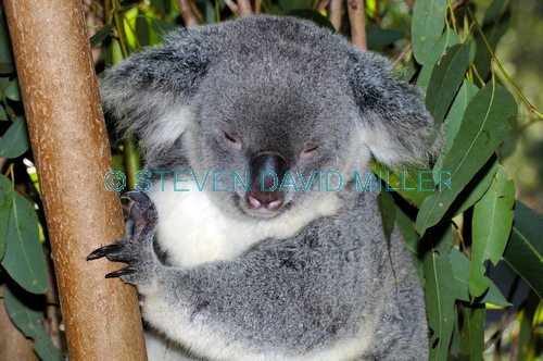 koala;koala picture;koala sleeping;sleepy koala;phascolarctos cinereus;koala picture;furry;koala portrait