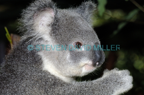 koala;koala picture;koala portrait;koala in tree;phascolarctos cinereus;eye contact;cute;furry;adorable;lone pine koala sanctuary