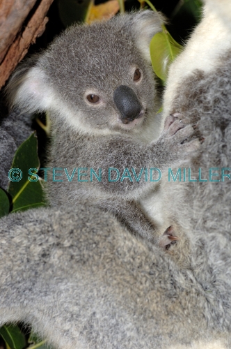 koala picture;koala;phascolarctos cinereus;baby koala;koala mother and baby;koala mother and joey;koala portrait;koala joey;koala baby;cute;adorable;furry