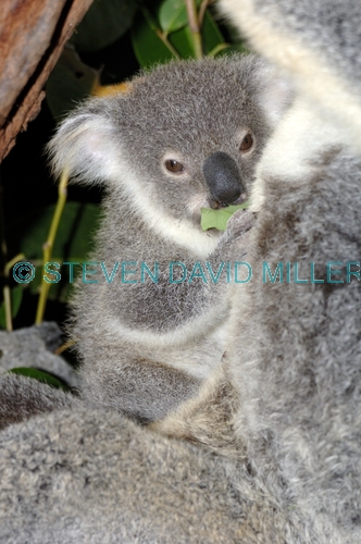 koala picture;koala;phascolarctos cinereus;baby koala;koala mother and baby;koala mother and joey;koala portrait;koala joey;koala baby;cute;adorable;furry