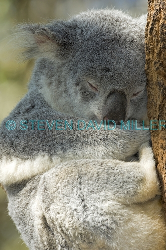 koala;phacolarctos cinereus;koala in tree;koala snoozing;captive koala;lone pine koala sanctuary;koala picture;koala sleeping;cute;sleepy