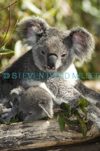 koala joey;phacolarctos cinereus;koala mother and joey;koala joey with mother;lone pine koala sanctuary;cute;furry;adorable