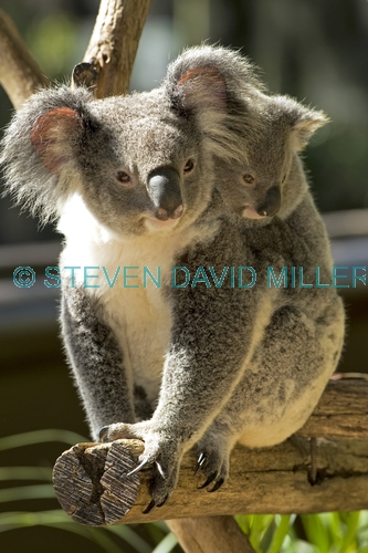 koala joey;phacolarctos cinereus;koala mother and joey;koala joey on mother's back;lone pine koala sanctuary;cute;furry;adorable