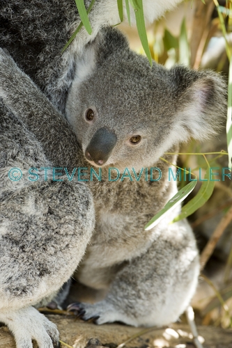 koala joey;koala baby;phacolarctos cinereus;koala mother and joey;koala mother and baby;lone pine koala sanctuary;cute;cute baby animal