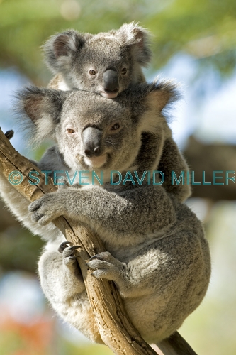 koala joey;koala baby;phacolarctos cinereus;koala mother and joey;koala mother and baby;koala joey on mother's back;koala baby on mother's back;lone pine koala sanctuary;koala picture;koala;cute;cute baby animal;adorable