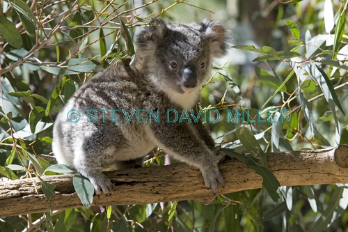 koala joey;phacolarctos cinereus;koala walking;captive koala;lone pine koala sanctuary;koala picture;koala;baby koala;cute baby animal