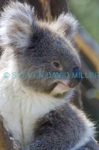 koala;southern form koala;phascolarctos cinereus;healesville wildlife sanctuary;koala picture;furry;koala portrait