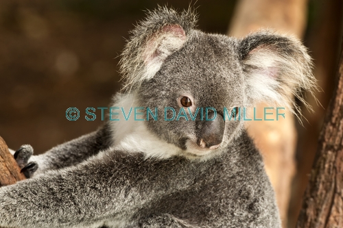 koala;adult koala;phascolarctos cinereus;koala in tree;koala portrait;koala head;koala face;koala close-up;marsupial;koala breeding program;kuranda;queensland;the rainforest station;cute;adorable;cuddly;lovable;horizontal koala picture;steven david miller