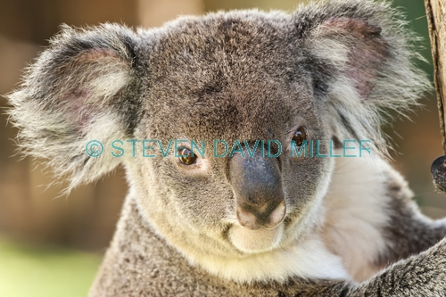koala;adult koala;phascolarctos cinereus;koala in tree;koala portrait;koala head;koala face;koala close-up;marsupial;koala breeding program;kuranda;queensland;the rainforest station;cute;adorable;cuddly;lovable;horizontal koala picture;steven david miller
