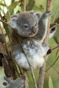 koala;baby-koala;koala-joey;phascolarctos-cinereus;baby-koala-exploring;baby-koala-near-mother;cute-