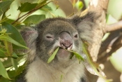 koala;male-koala;phascolarctos-cinereus;koala-eating-leaves;koala-chewing-on-leaves;koala-head-portr