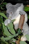 koala;koala-picture;koala-portrait;koala-in-tree;phascolarctos-cinereus;eye-contact;cute;furry;adora