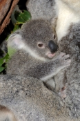 koala-picture;koala;phascolarctos-cinereus;baby-koala;koala-mother-and-baby;koala-mother-and-joey;ko
