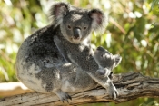 koala-joey;koala-baby;phacolarctos-cinereus;koala-mother-and-joey;koala-mother-and-baby;lone-pine-ko