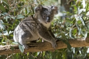 koala-joey;phacolarctos-cinereus;koala-walking;captive-koala;lone-pine-koala-sanctuary;koala-picture
