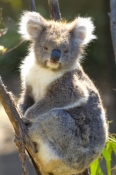 koala;southern-form-koala;phascolarctos-cinereus;healesville-wildlife-sanctuary;koala-picture;furry;