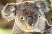 koala;adult-koala;phascolarctos-cinereus;koala-in-tree;koala-portrait;koala-head;koala-face;koala-cl
