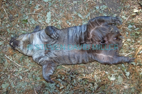 wombat picture;wombat;vombatus urninus;wombat sleeping;wombat asleep;wombat pouch;female wombat;sleep;lone pine koala sanctuary