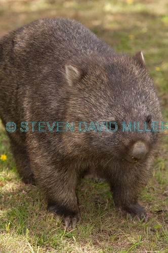 common womat;young wombat;wombat walking;orphaned wombat;vombatus ursinus;tasmanian wombat;devils heaven wildlife park;wombat;wombat picture