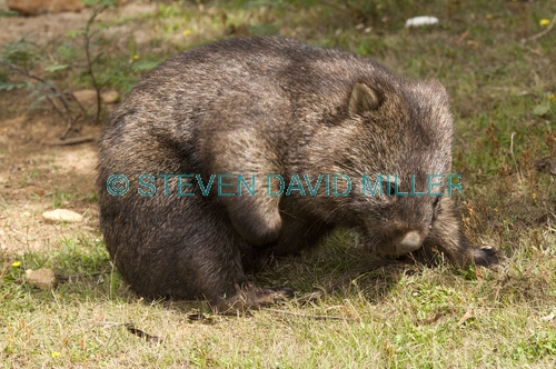 common womat;young wombat;wombat scratching;orphaned wombat;vombatus ursinus;tasmanian wombat;devils heaven wildlife park;wombat picture;wombat