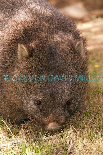 common womat;young wombat;wombat walking;orphaned wombat;vombatus ursinus;tasmanian wombat;devils heaven wildlife park;wombat;wombat picture