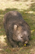 common-womat;young-wombat;wombat-walking;orphaned-wombat;vombatus-ursinus;tasmanian-wombat;devils-he
