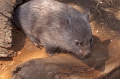 common-womat;young-wombat;wombat-walking;orphaned-wombat;vombatus-ursinus;tasmanian-wombat;bonorong-