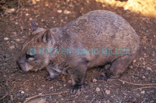 southern hairy-nosed wombat picture;southern hairy-nosed wombat;southern hairy nosed wombat