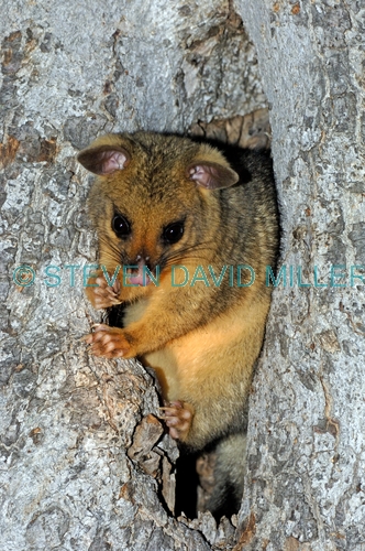 common brushtail possum;common brushtail possum picture;brushtail possum;brushtail possum in tree;brushtail possum in den;possum;australian possum;australian marsupials;marsupials