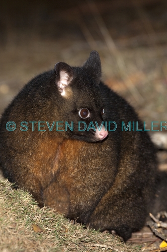 common brushtail possum;brushtail possum;trichosurus vulpecula;tasmanian possum;mount field national park;tasmania;common brushtail possum picture;marsupials;possum;australian marsupials;australian possum