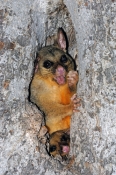 common-brushtail-possum;common-brushtail-possum-picture;brushtail-possum;brushtail-possum-in-tree;br