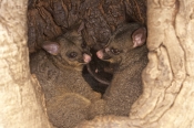 common-brushtail-possum;brushtail-possum;trichosurus-vulpecula;tasmanian-possum;possums-in-tree-holl