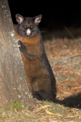 common-brushtail-possum;brushtail-possum;trichosurus-vulpecula;tasmanian-possum;mount-field-national