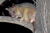 common-brushtail-possum-picture;common-brushtail-possum;brushtail-possum;brushtail-possum-subspecies
