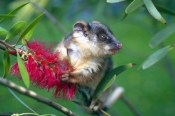 ringtail-possum-picture;ringtail-possum;ring-tail-possum;baby-ringtail-possum;baby-possum;orphaned-p