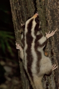 striped-possum;dactylopsila-trivirgata;possum;small-marsupial;black-and-white-animal;possum-eating;a